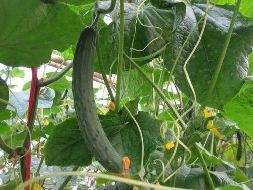 国内比较出名的吃瓜视频,笑料百出，娱乐无限