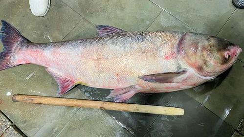 刘大瓜吃烤鲢鱼视频,香气四溢的味蕾盛宴