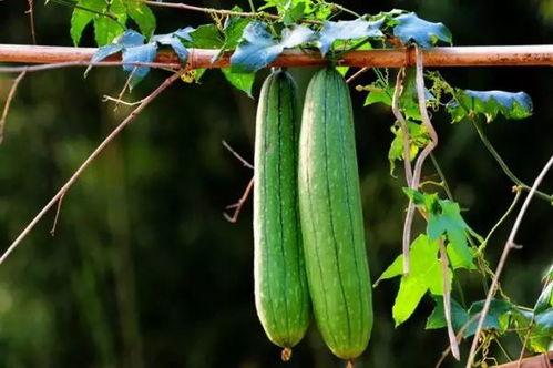 吃三叶瓜视频素材,视频揭秘家常烹饪新花样