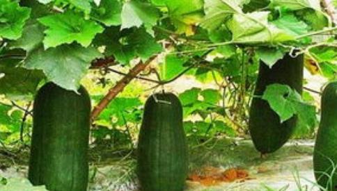 吃三叶瓜视频素材,视频揭秘家常烹饪新花样