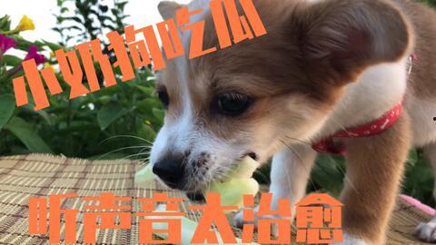 吃瓜的狗狗的视频,萌宠美食瞬间，萌态可掬引网友热议
