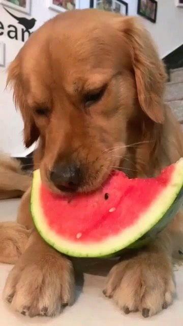 吃瓜的狗狗的视频,萌宠美食瞬间，萌态可掬引网友热议