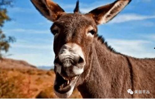 吐槽小驴吃瓜酱的视频,揭秘娱乐圈那些不为人知的幕后故事