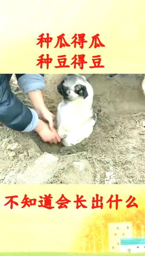 吃瓜长不胖的搞笑视频,搞笑视频带你轻松瘦身
