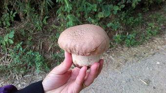 粪瓜可以吃吗有毒吗视频,揭秘其是否有毒