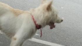 狗头箩筣视频吃瓜,吃瓜群众的欢乐盛宴