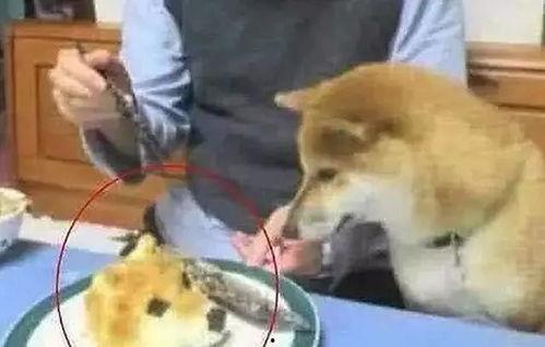 狗头箩筣视频吃瓜,吃瓜群众的欢乐盛宴