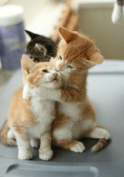 猫咪吃瓜配音视频素材大全,萌宠瓜界笑料横生