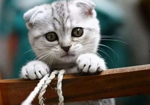 猫咪吃瓜配音视频素材大全,萌宠瓜界笑料横生