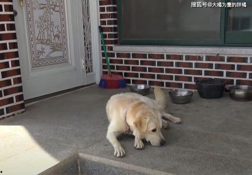 狗妞赵爷爷吃瓜视频大全,吃瓜视频大全盘点