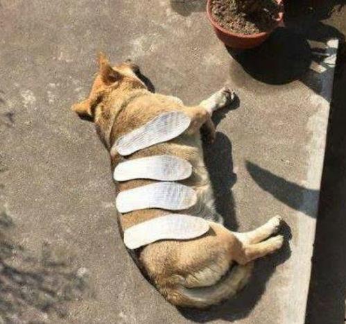 狗妞赵爷爷吃瓜视频大全,吃瓜视频大全盘点