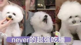 比熊吃哈密瓜的视频播放