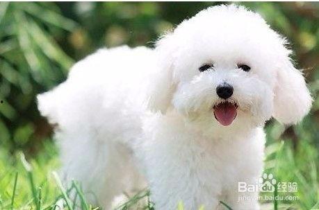 比熊吃哈密瓜的视频播放