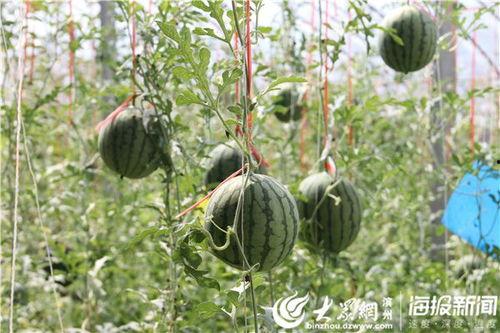 西昌18度吃瓜事件视频,一场引发热议的街头冲突