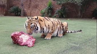 大连大虎吃瓜事件视频播放,网络热议背后的真相揭秘