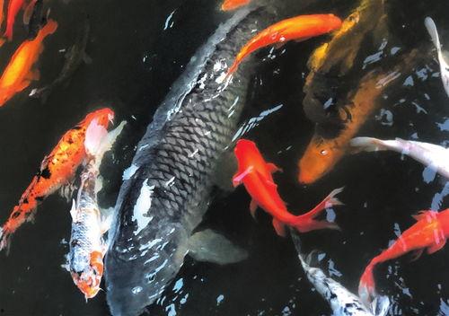 大鱼儿吃瓜围观续集视频,揭秘幕后真相，悬念再起！