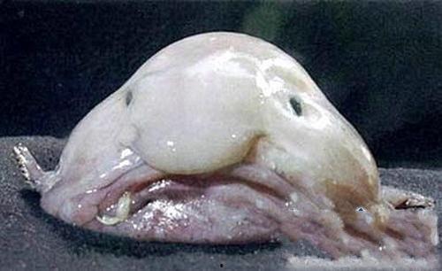 大鱼儿吃瓜围观续集视频,揭秘幕后真相，悬念再起！