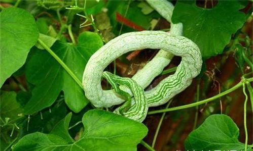 蛇瓜不削皮可以吃吗视频