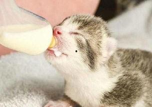 能喂猫咪吃哈密瓜吗视频,哈密瓜，猫咪的夏日美味吗？