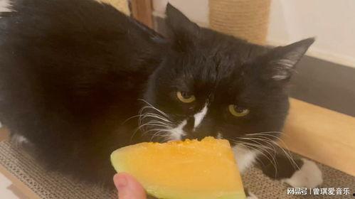 能喂猫咪吃哈密瓜吗视频,哈密瓜，猫咪的夏日美味吗？