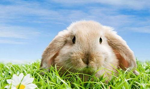 兔子能否吃哈密瓜呢视频,哈密瓜在兔子饮食中的地位