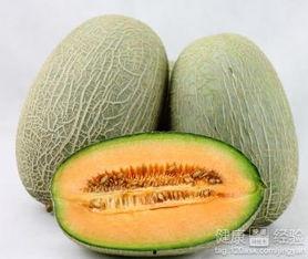 柯基会吃哈密瓜吗视频,揭秘柯基对哈密瓜的神奇反应