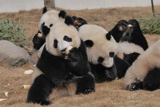 吃瓜熊猫人视频游戏下载,畅游奇幻游戏世界的下载攻略