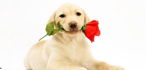 狗吃蜜瓜的视频,萌态十足引网友热议