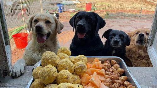 狗吃蜜瓜的视频,萌态十足引网友热议