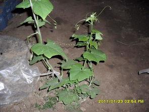 老鼠吃佛手瓜种苗视频,一场生态与生存的较量