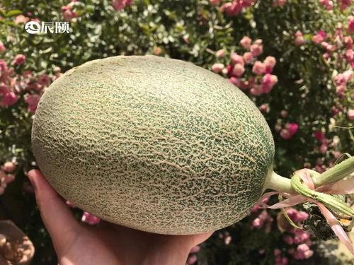 山东吃瓜的视频,一场视觉与味觉的双重盛宴