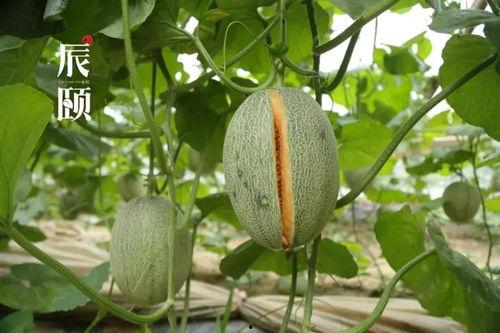 山东吃瓜的视频,一场视觉与味觉的双重盛宴