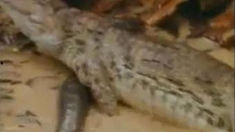 网上恐怖吃瓜视频大全,网罗全网恐怖吃瓜视频大盘点