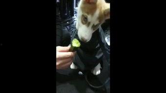 狗吃瓜被误伤视频播放,狗狗误食瓜果意外受伤，网友热议宠物安全