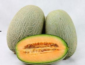 狐狸吃哈密瓜视频大全集,哈密瓜视频大全集欢乐盛宴