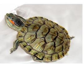 小乌龟吃瓜搞笑视频,萌态搞笑，网友直呼可爱爆表！