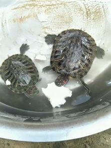 小乌龟吃瓜搞笑视频,萌态搞笑，网友直呼可爱爆表！