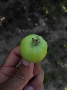 掉瓜树的果子可以吃吗视频,可食用还是危险品？