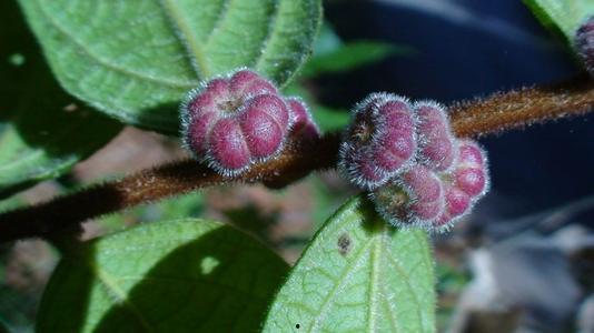 掉瓜树的果子可以吃吗视频,可食用还是危险品？