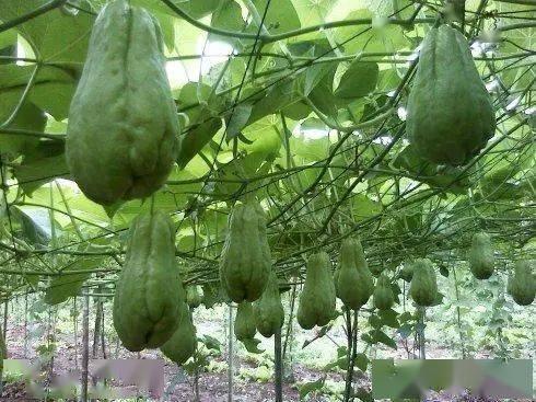 佛手瓜能粘糖吃嘛视频,甜蜜诱惑，糖粘佛手瓜的美味探索