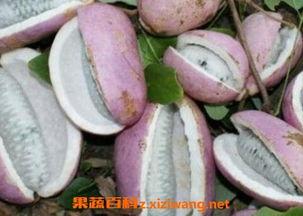 外地人吃八月瓜视频播放