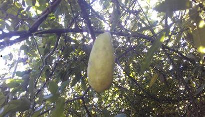 外地人吃八月瓜视频播放