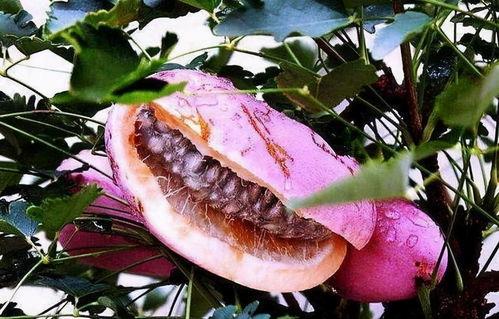 外地人吃八月瓜视频播放