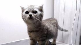 一只吃瓜小喵的故事视频,吃瓜小喵的趣味冒险之旅