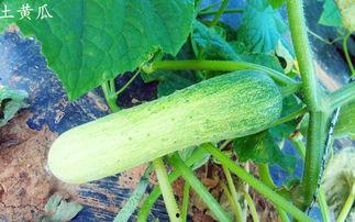 台湾附近吃瓜事件视频大全,揭秘热点瞬间