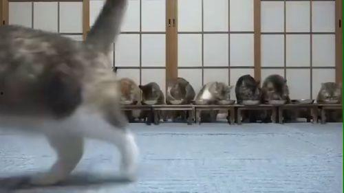 吃咸瓜的可怜视频,可怜吃瓜者的心酸遭遇