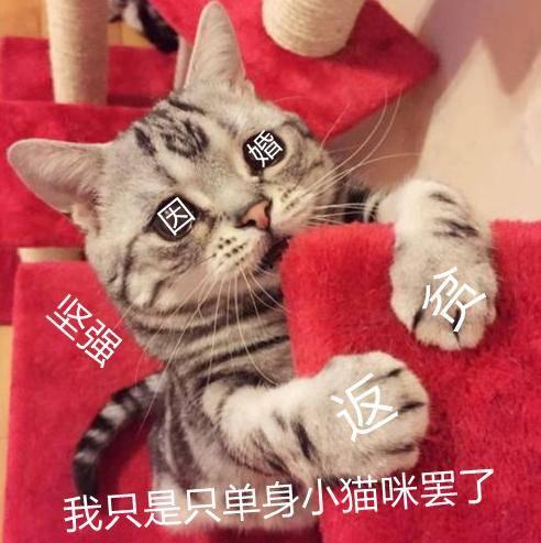 吃咸瓜的可怜视频,可怜吃瓜者的心酸遭遇