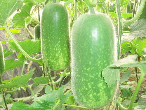 吃梢瓜能瘦身吗视频教程