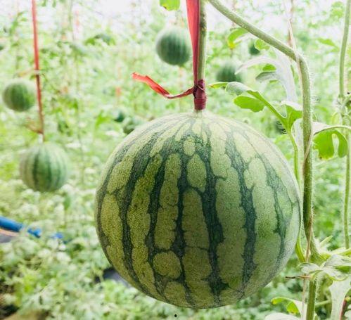 吃瓜群众怎么关闭视频,吃瓜群众告别视频烦恼！