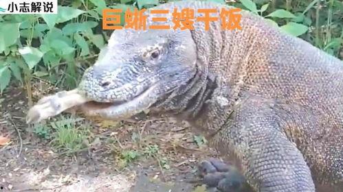巨蜥与印度人吃瓜视频,一场跨越物种的奇妙邂逅